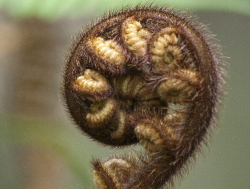 Anamata values“/></a></div><div class=